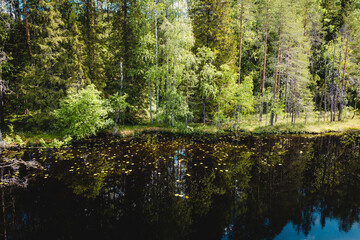  Summer landscape in Karelia. Forest pond with lilies. Reflection of the sky in the water.