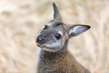 Kangaroo