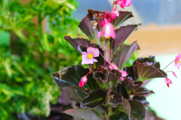 Wall Mural - Close-up view of Pink Begonia grandis is blooming in the backyard. the hardy begonia with blurred background.