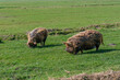 Two brown coloured Kune Kune pigs with thick, long curly coat of hair looking for food in a meadow.