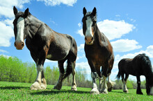 Close Up From Ground Level Of Three Clydesdale Horse In Pasture On Summer Day