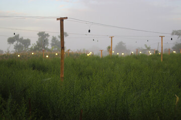 Wall Mural - Aster flower garden landscape with light fog and blurred light background in the morning.