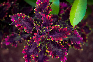 Wall Mural - Beautiful miana plant with variagated leaves growing in the backyard