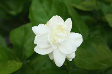 Wall Mural - white indian jasmine or mogra flower on plant,closeup