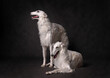 Two white russian borzoi dogs