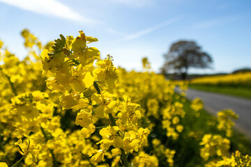 Yellow rapeseed field