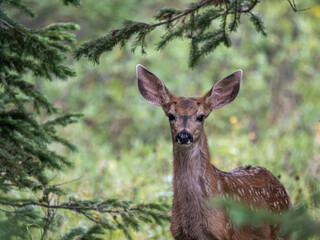 baby elk in the woods