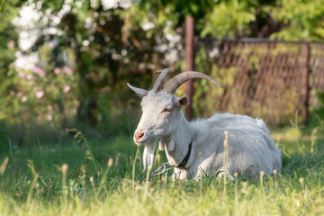 A white goat grazes on a lawn with green grass.Livestock on grazing.