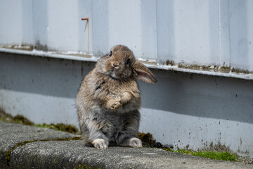 Wall Mural - close up of a cute grey bunny stand near a container brushing its fur on a sunny day