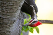 Pileated Woodpecker Upside-Down Pecking Tree