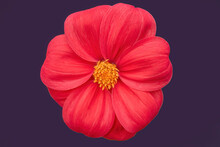A Red Daisy With A Yellow Center On A Dark Background. Photo For Postcard Design.