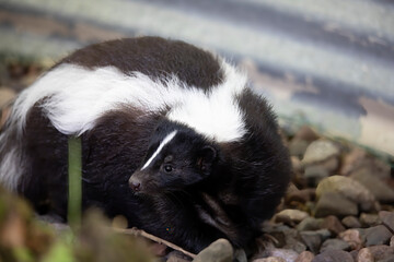 Wall Mural -  The Striped skunk (Mephitis mephitis) near the human dwelling 