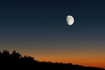 Wall Mural - A waxing gibbous moon shown against a twilight sky and tree silhouettes.