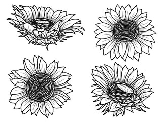 Wall Mural - Hand drawn Sunflower sketch line art illustration