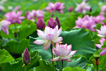 Wall Mural - Blossoming lotus flowers