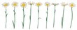 daisy flowers, vector drawing wild plant isolated at white background , hand drawn botanical illustration
