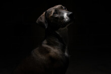 Retrato De Perra / Perro De Pelaje Oscuro Sentada En El Suelo Con Un Fondo Oscuro / Raza Criolla