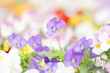 色鮮やかな紫のパンジー / Colorful Purple Pansies