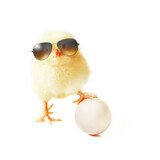 Fototapeta Zwierzęta - Funny cute baby chick with sunglasses and eggs.