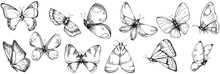 Sketch Insects Butterfly Drawing Illustration. Wild Nature Engraved Style Illustration. Detailed Animals Product Sketch. The Best For Design Logo, Menu, Label, Icon, Stamp.