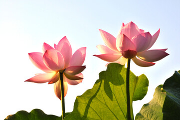 Wall Mural - lotus flower in the sky