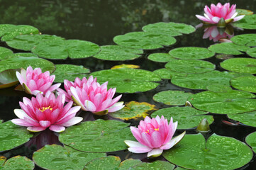 blossoming pink water lilly