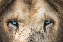 (Panthera Leo) White Lion - Close Up Portrait