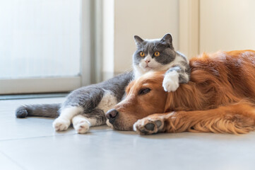 Canvas Print - Golden Retriever and British Shorthair are friendly