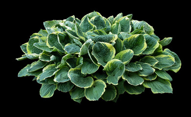 Wall Mural - Hosta bush isolated on black background