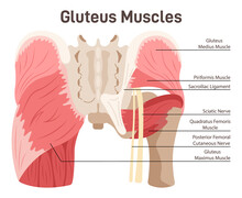 Gluteus Muscles. Didactic Scheme Of Anatomy Of Human Muscular System