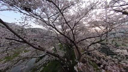 Wall Mural - Japanese cherry blossom by FPV drone