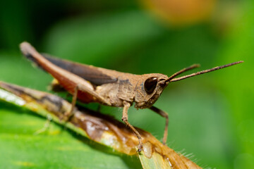 Wall Mural - Macro photo of brown grasshopper in nature