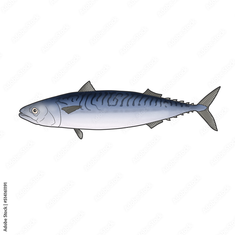 Stock-Illustration „고등어 물고기 생선 일러스트“ | Adobe Stock
