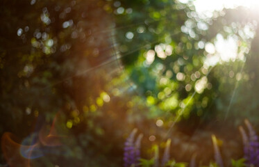 Canvas Print - natural green background. Natural bokeh in the sun