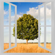 Isolated tree in a tuscany wheatfield view from the window - concept image