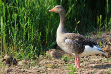 Greylag Goose (Anser Anser) Standing In The Hot Sun Near The Reeds, Close Up