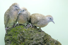 Three Small Turtledoves Were Resting On A Rock Overgrown With Moss. This Bird Has The Scientific Name Geopelia Striata.