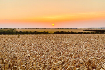 Sunset over wheat field. wheat field at sunset