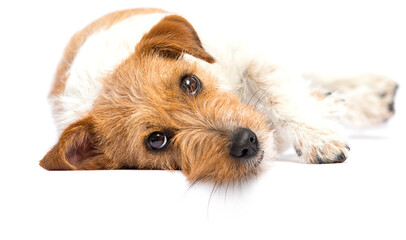 Wall Mural - sad dog lies on a white background