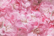Beautiful Pink Hydrangea Flowers Background With Texture Of Petals. Close Up. Front View.
