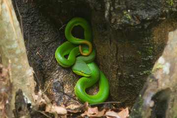 Rare snake in Bangladesh green pit Viper Snakes Most Dangerous Ratargul Swamp Forest One of the Most Beautiful Swamp Forests in the World is the only swamp forest located in Bangladesh   