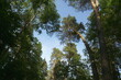 Treetops view, looking up in a mixed tree forest. The tall pine tree between deciduous tree foliage in the wooded environment on blue sky background in sunny summer.
