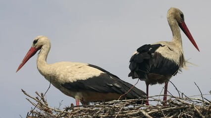 Wall Mural - Pair of White Storks in Nest on Top of Chimney