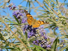 Chaste Tree, Or Vitex Agnus Castus, Blooming Shrub, And A Painted Lady, Or Vanessa Cardui Butterfly, In Athens, Greece