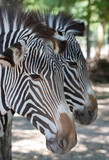 Fototapeta Konie - Portrait of two identical zebras with selective focus