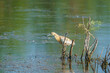 Leinwandbild Motiv Squacco Heron (Ardeola ralloides) in its natural habitat