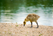 Young Canada Goose Chick Forages On The Shore Of A Lake. Branta Canadensis.
