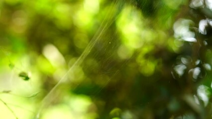 spider trap in green leaf