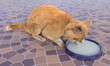 Leinwandbild Motiv Ginger cat lapping milk from a blue bowl on tessellated linoleum floor. 3d rendering