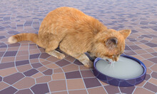 Ginger Cat Lapping Milk From A Blue Bowl On Tessellated Linoleum Floor. 3d Rendering